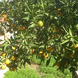 Garden Modica